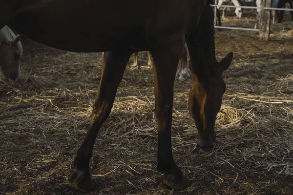 Cavalo Marrom Comendo Fora Celeiro Com Outros Cavalos Fundo — Fotografia de Stock