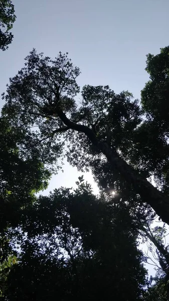 Pionowe Ujęcie Drzew Pod Błękitnym Niebem — Zdjęcie stockowe