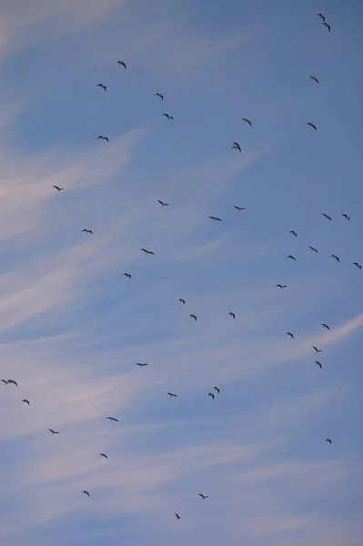 Vertical shot of the birds flying in the blue sky — Φωτογραφία Αρχείου