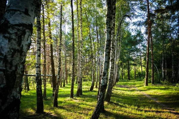 Hermoso Paisaje Forestal Con Árboles Altos Cubiertos Por Los Rayos — Foto de Stock