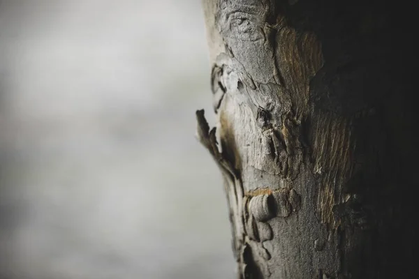 Gros Plan Écorce Arbre Parfait Pour Fond — Photo