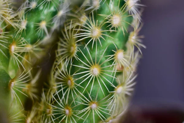 Una Messa Fuoco Selettiva Bellissimo Cactus Con Uno Sfondo Sfocato — Foto Stock