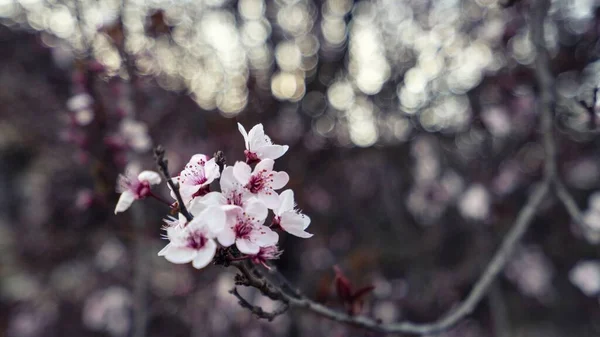 Une Mise Point Sélective Belles Fleurs Cerisier Sur Branche Arbre — Photo