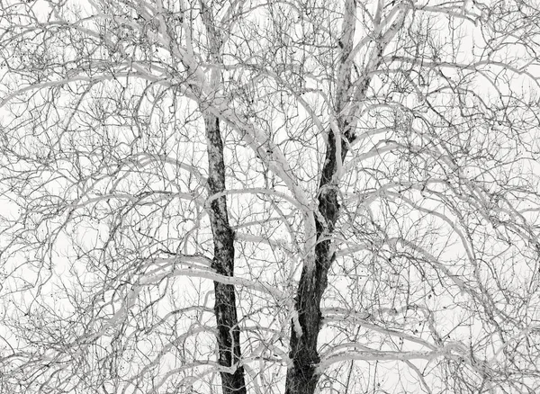 Ένα Δέντρο Καλυμμένο Χιόνι Κάτω Από Ένα Συννεφιασμένο Ουρανό Χειμώνα — Φωτογραφία Αρχείου