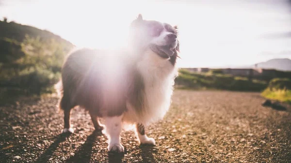 배경을 귀여운 오스트 레일리 셰퍼드 강아지의 — 스톡 사진