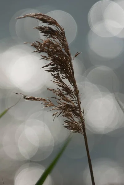 Крупный План Тростниковой Травы Ветру Камнем Боке — стоковое фото