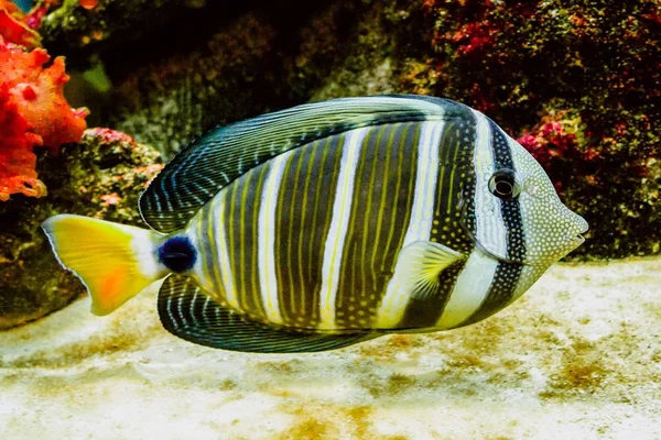 Ein Korallenrifffisch Mit Schöner Lebendiger Farbe — Stockfoto