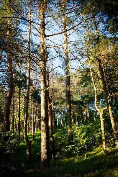 Eine Vertikale Aufnahme Der Hohen Bäume Wald Einem Sonnigen Tag — Stockfoto