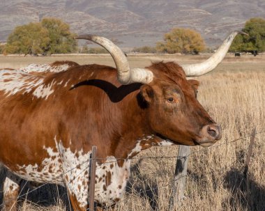 Longhorn steers on a ranch near Heber Utah clipart