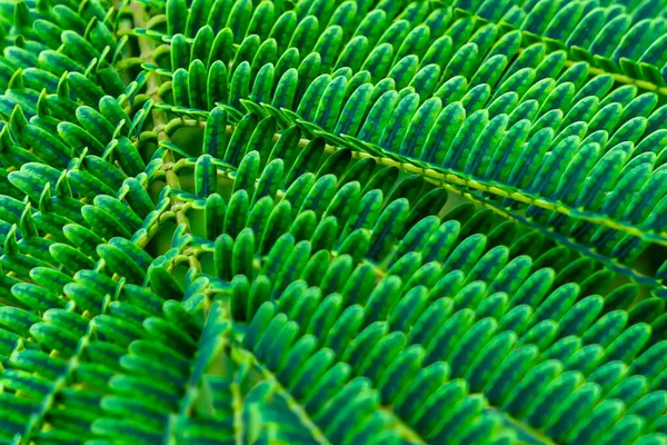 Gros Plan Une Fougère Avec Une Nuance Vert Très Vive — Photo