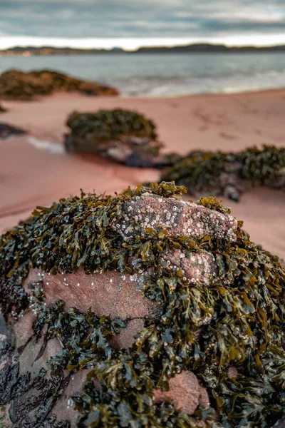 Vue de clôture verticale de mousse verte recouvrant le roc de la plage — Photo