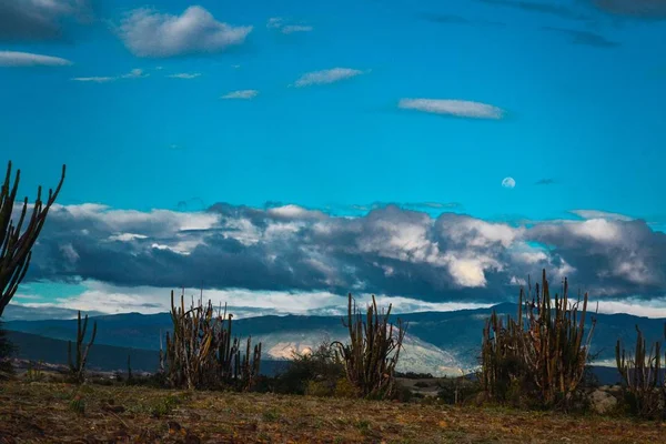 Kolombiya Daki Tatacoa Çölü Ndeki Egzotik Bitkiler Gün Batımında Bulutlu — Stok fotoğraf