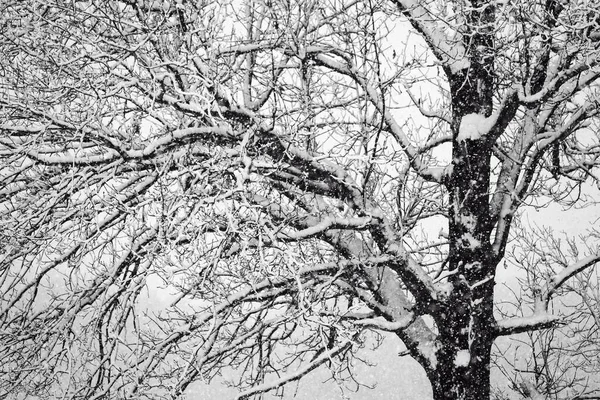 Detailní Záběr Strom Pokrytý Sněhem Pod Zamračenou Oblohou Zimě — Stock fotografie