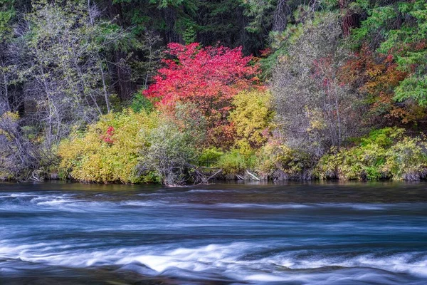 Stromend Water Langs Oever Van Metolius Rivier Centraal Oregon Met — Stockfoto