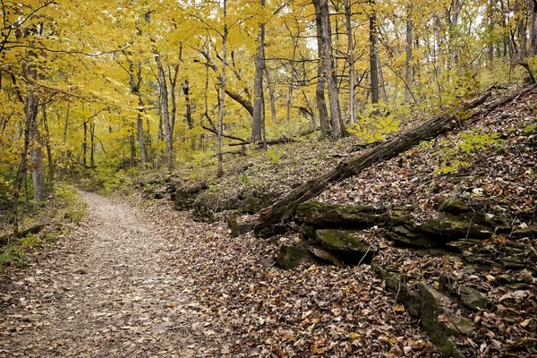 Caminho Uma Floresta Coberta Árvores Folhas Durante Outono Missouri — Fotografia de Stock