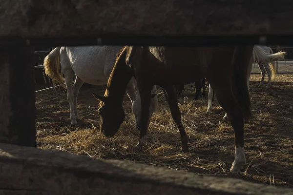 一匹棕色和白色的马和其他马一起在谷仓外面吃的照片 — 图库照片