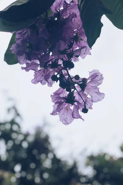 一朵美丽的紫色花朵的竖直照片 背景很好 — 图库照片