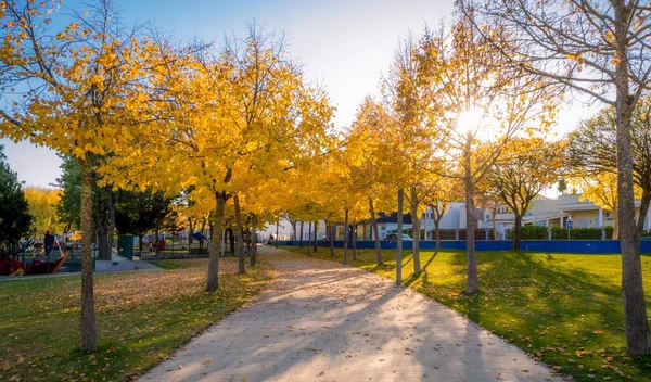 Eine Wunderschöne Herbstkulisse Park Mit Gelben Bäumen — Stockfoto