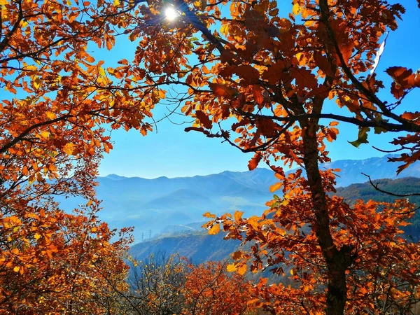 Schöne Aufnahme Eines Baumes Mit Braunen Blättern Und Blick Auf — Stockfoto