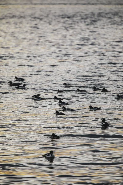 Eine Schöne Aufnahme Der Wasser Schwimmenden Enten Bei Sonnenuntergang — Stockfoto