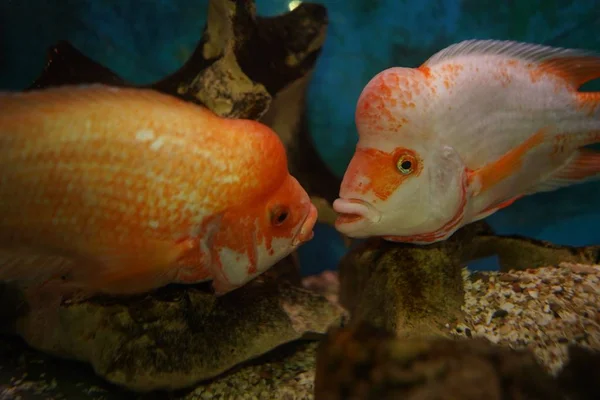 Uma Foto Close Peixes Ciclídeos Nada Aquário Com Fundo Embaçado — Fotografia de Stock