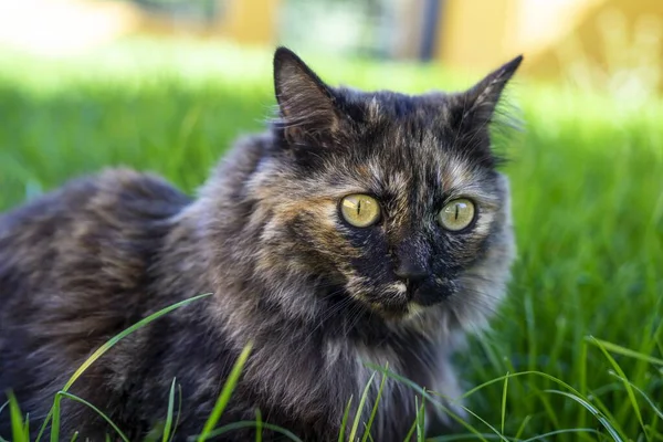 黄色の背景の芝生の上に座っている猫のクローズアップ選択的フォーカスショット — ストック写真