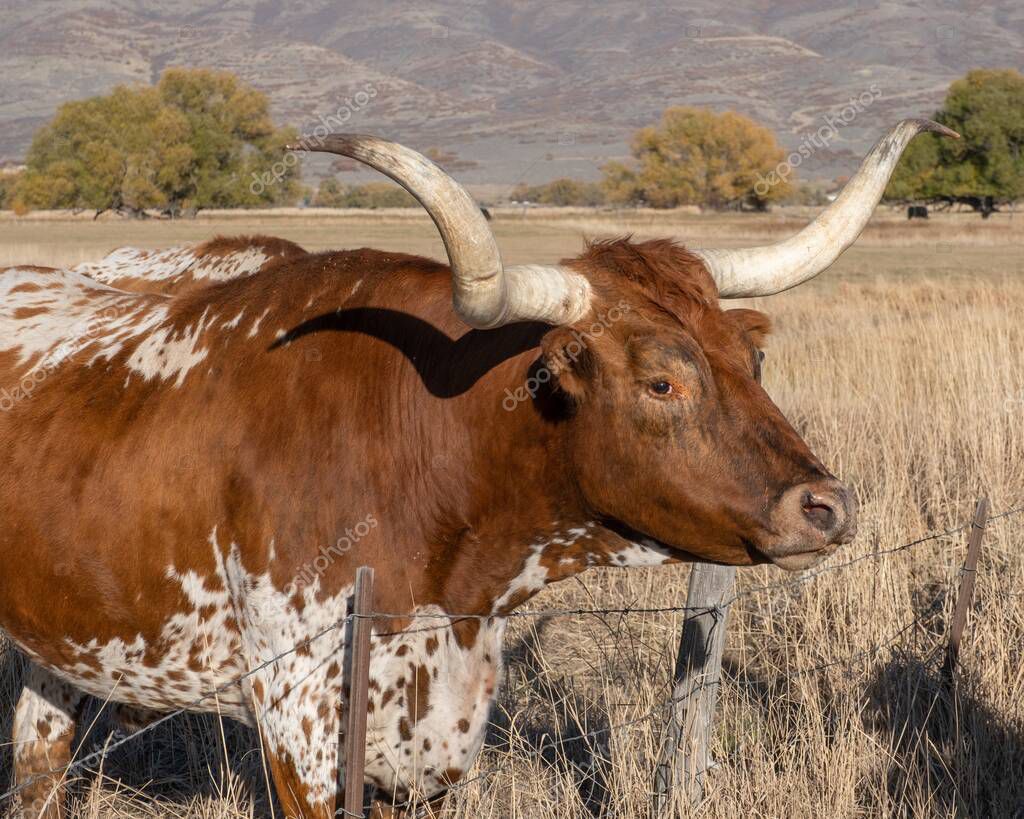 Longhorn steers on a ranch near Heber Utah