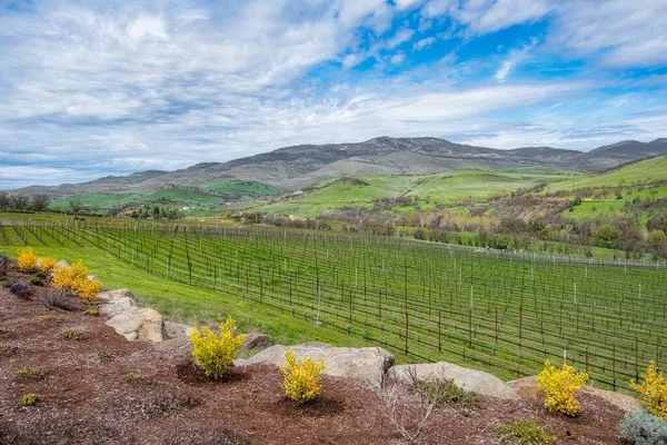 Uitzicht Een Wijnmakerij Glooiende Heuvels Het Vroege Voorjaar — Stockfoto