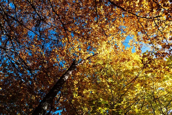 Ein Niedriger Blickwinkel Auf Bäume Mit Bunten Blättern Unter Dem — Stockfoto