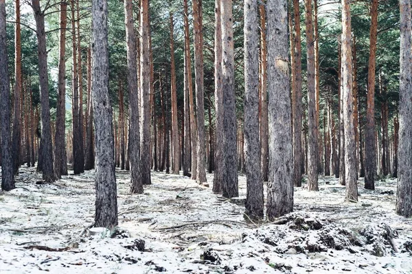 A dense forest with tall trees in the winter