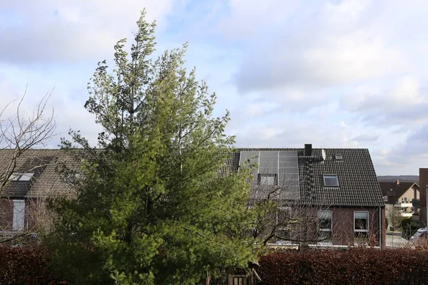 Een Hoge Groen Bladige Boom Voor Een Gebouw Onder Een — Stockfoto