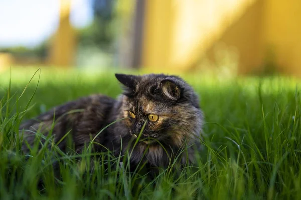 Eine Selektive Nahaufnahme Einer Katze Die Auf Dem Gras Mit — Stockfoto