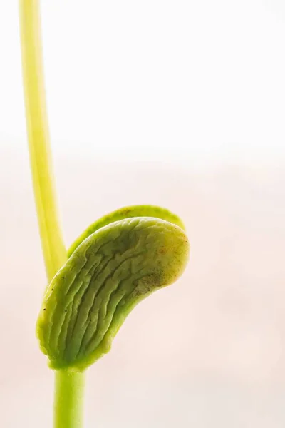 土の中で成長している緑の若い植物の芽のクローズアップ — ストック写真
