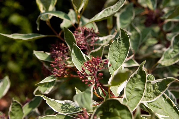葉に囲まれた植物の上で小さな芽のクローズアップショット — ストック写真