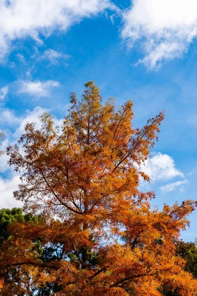Tiro Vertical Ângulo Baixo Uma Laranjeira Outono Céu Azul — Fotografia de Stock