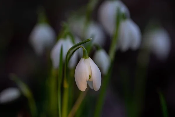 Closeup Shot Beautiful Snowdrop Flower Blurred Background — Stock Photo, Image