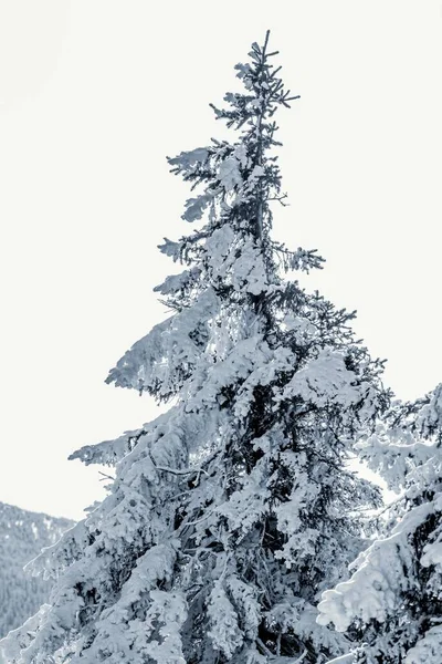Vacker Bild Gran Täckt Snö Skogen Med Den Klara Himlen — Stockfoto