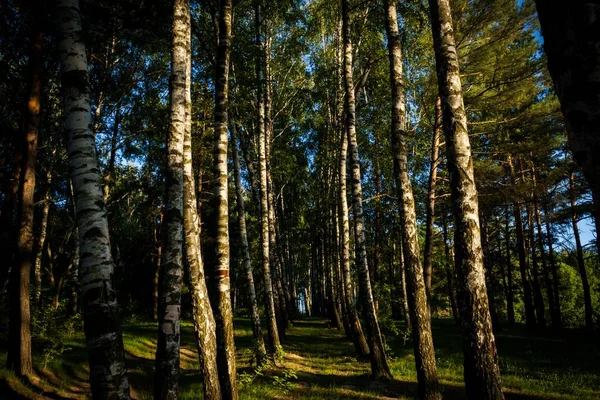 Yazın Güneş Işınlarıyla Kaplı Uzun Ağaçlarla Kaplı Güzel Bir Orman — Stok fotoğraf