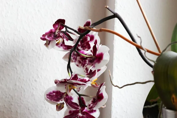 Gros Plan Fleurs Violettes Blanches Derrière Mur Léger — Photo