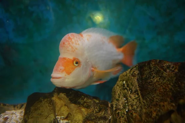 Närbild Bild Cichlid Fisk Simmar Akvariet Med Suddig Bakgrund — Stockfoto