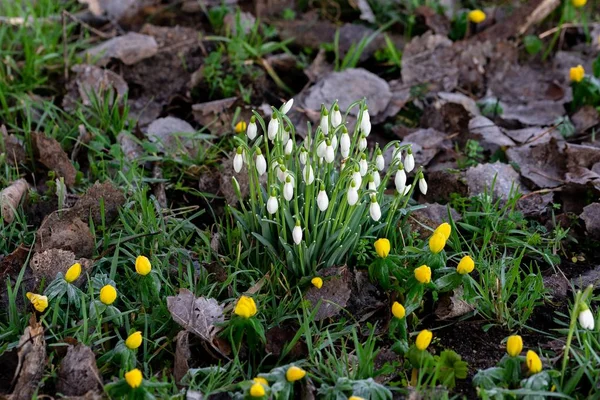 Een Prachtige Foto Van Witte Gele Sneeuwdruppel Bloemen — Stockfoto