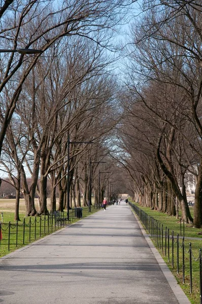 Uma Avenida Árvores Inverno — Fotografia de Stock