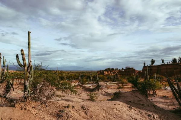 Les Plantes Sauvages Exotiques Dans Désert Tatacoa Colombie Sous Ciel — Photo