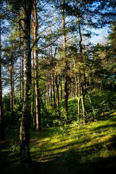 A vertical shot of the tall trees in the forest on a sunny day in summer