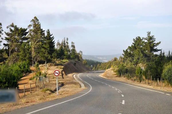 Road Forest Pichilemu Chile Southamerica — Stock Photo, Image