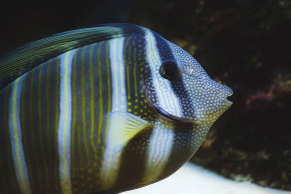 Tiro Close Peixe Recife Coral Com Listras Amarelas — Fotografia de Stock