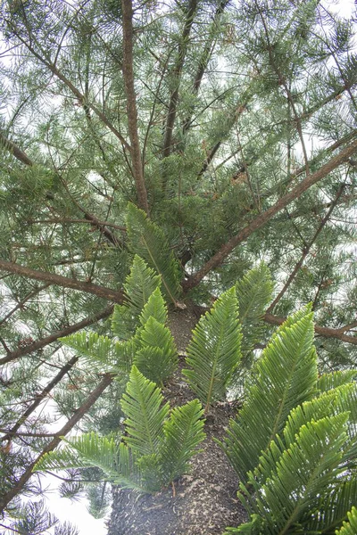 Colpo Verticale Basso Angolo Delle Foglie Verdi Pino Stagno Alto — Foto Stock