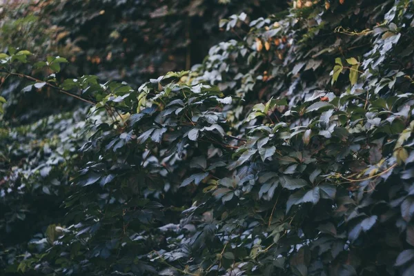 Primer Plano Las Hojas Gran Arbusto Plantas Silvestres —  Fotos de Stock