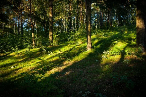 Yazın Güneş Işınlarıyla Kaplı Uzun Ağaçlarla Kaplı Güzel Bir Orman — Stok fotoğraf