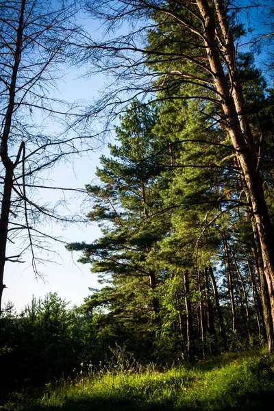 A vertical shot of the tall trees in the forest on a sunny day in summer